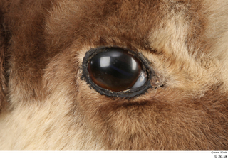 Alpine chamois Rupicapra rupicapra eye 0006.jpg